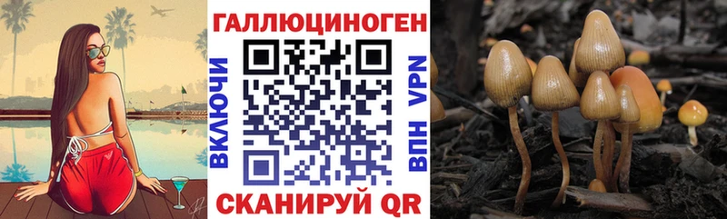 Псилоцибиновые грибы Cubensis  Салаир 